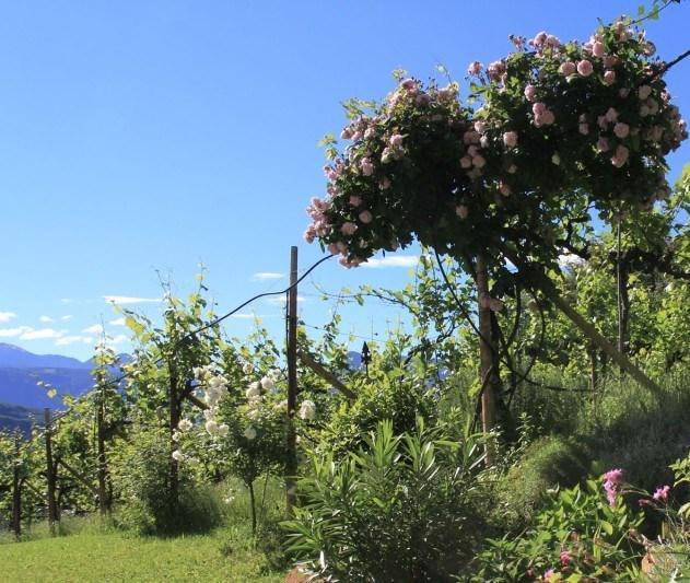 Millenniumshof Apartment Caldaro Bagian luar foto